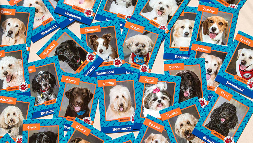 Pet therapy cards a positive keepsake from hospital visits ...