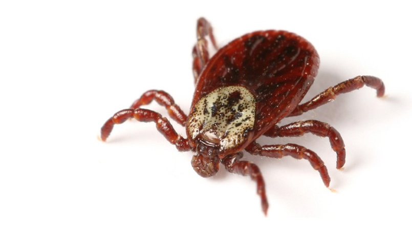 6 Early Symptoms of Lyme Disease