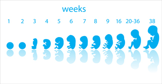First Trimester Pregnancy: From Week 1 To 12 - Onsurity